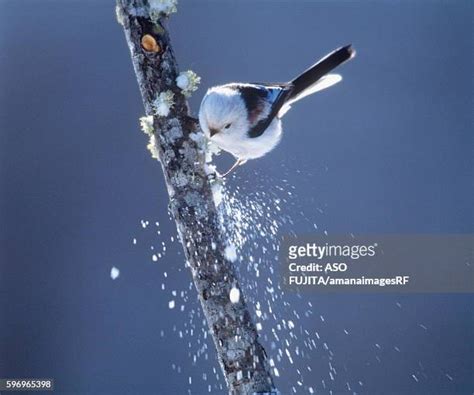 902 Japanese Tit Stock Photos & High